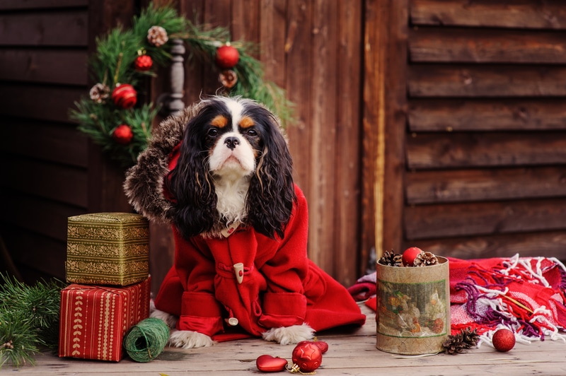 dog wearing red coat home sewing businesses